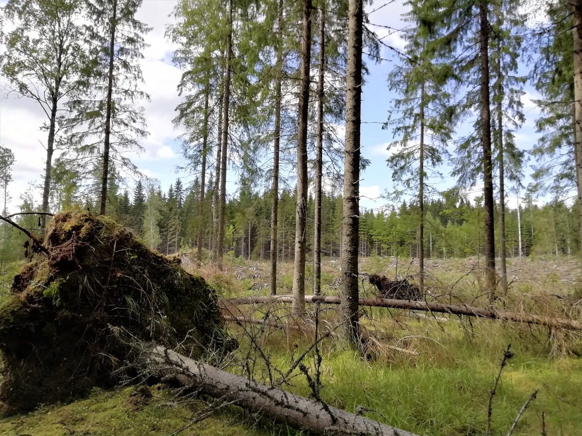 Seuraa metsäsi terveyttä ja myrskytuhoja