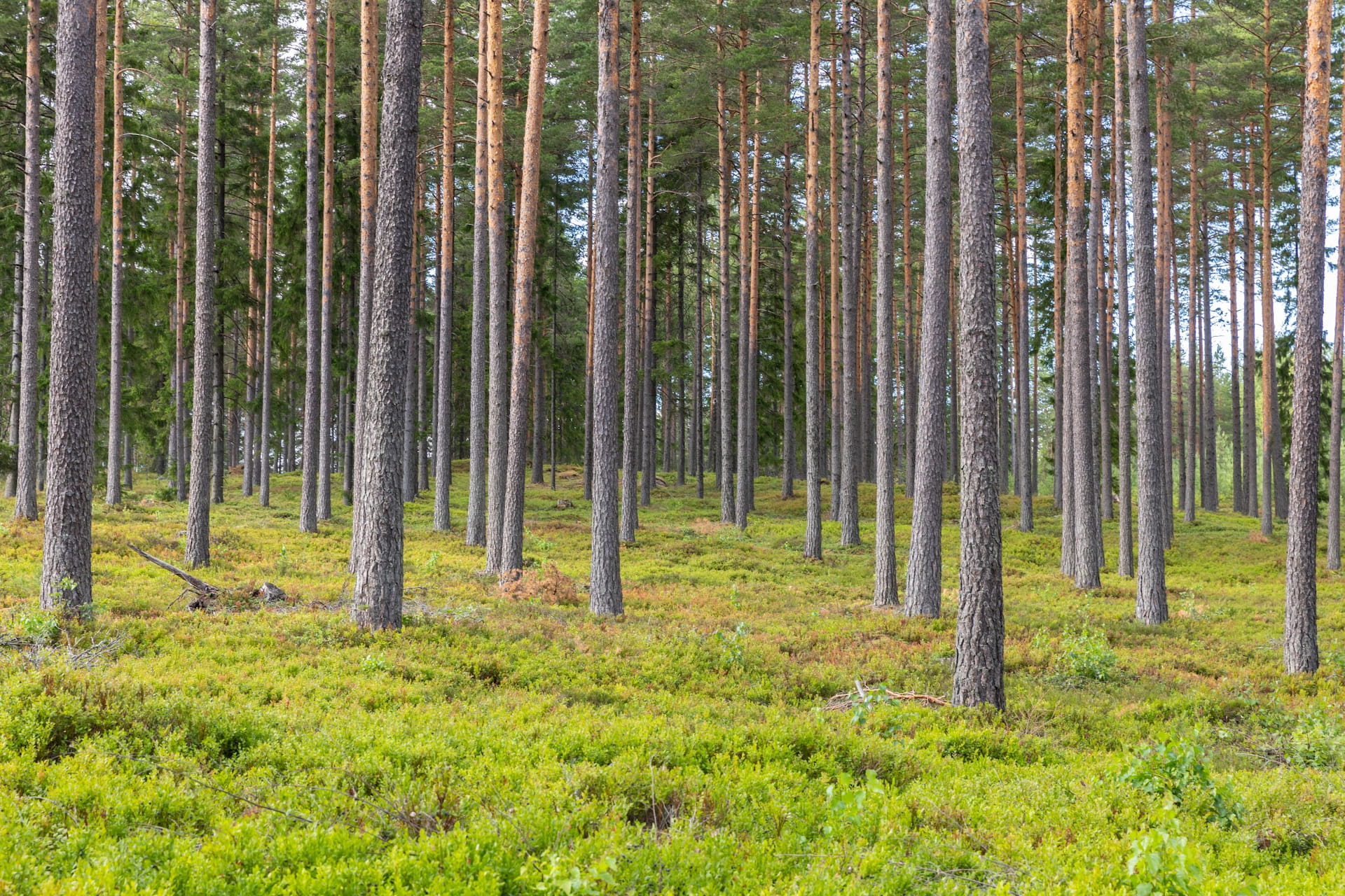 Tulosta ja ota mukaan metsään