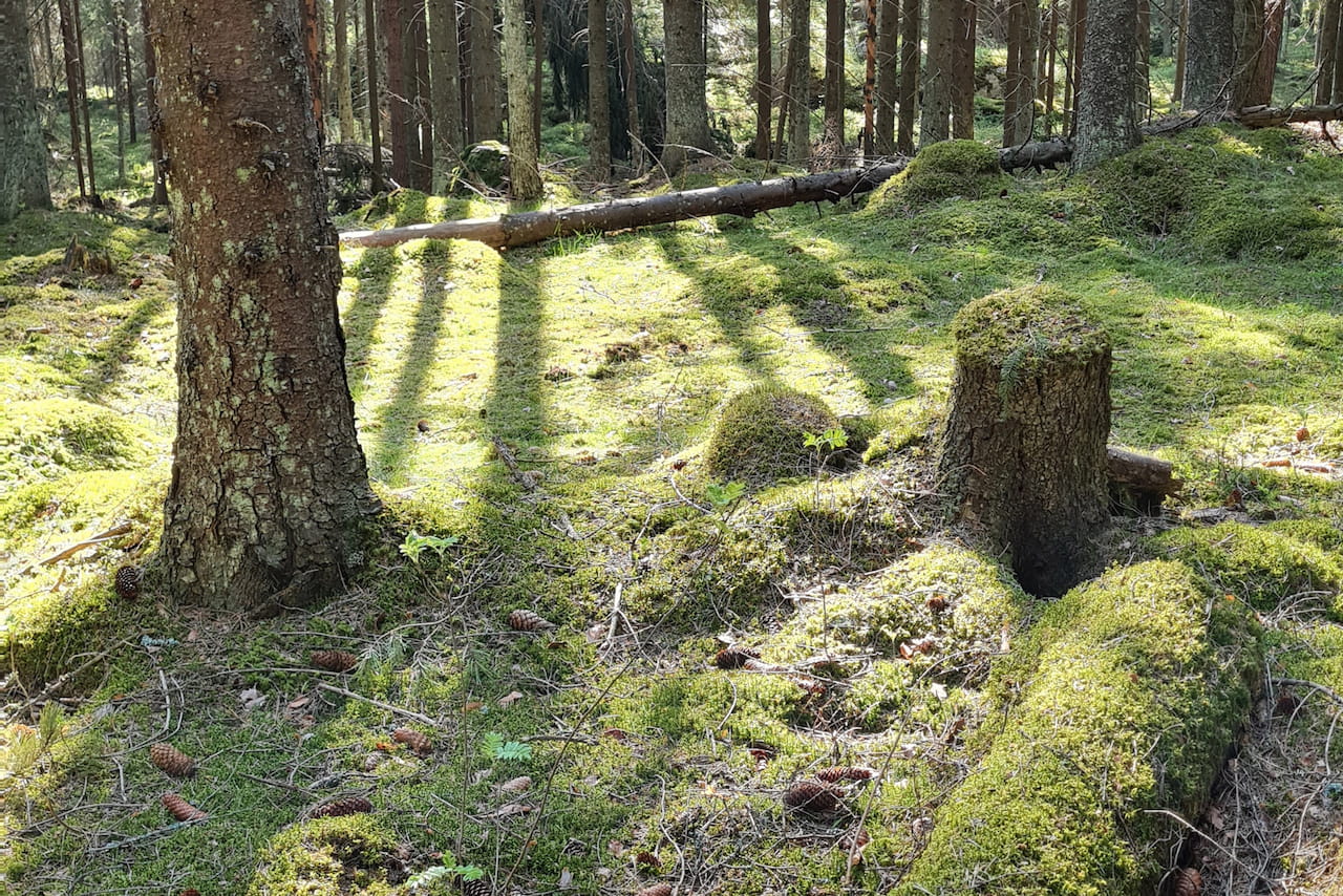 Metsän monimuotoisuus