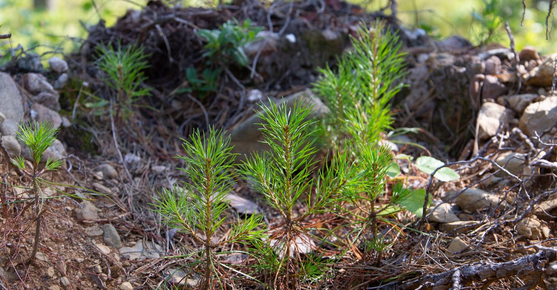 Kaikkien vastuulla on laatuloikka metsänhoidossa