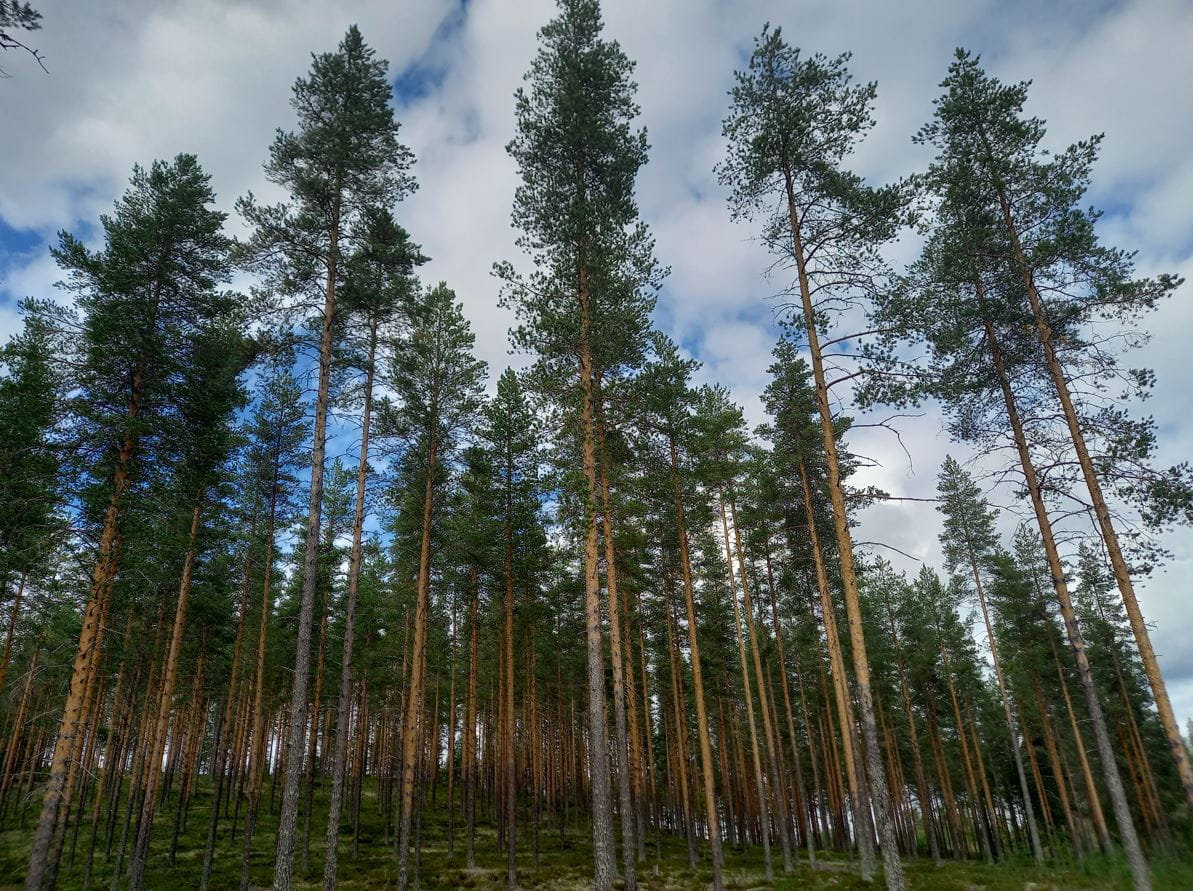 Metsänhoitoyhdistys Kainuu ry