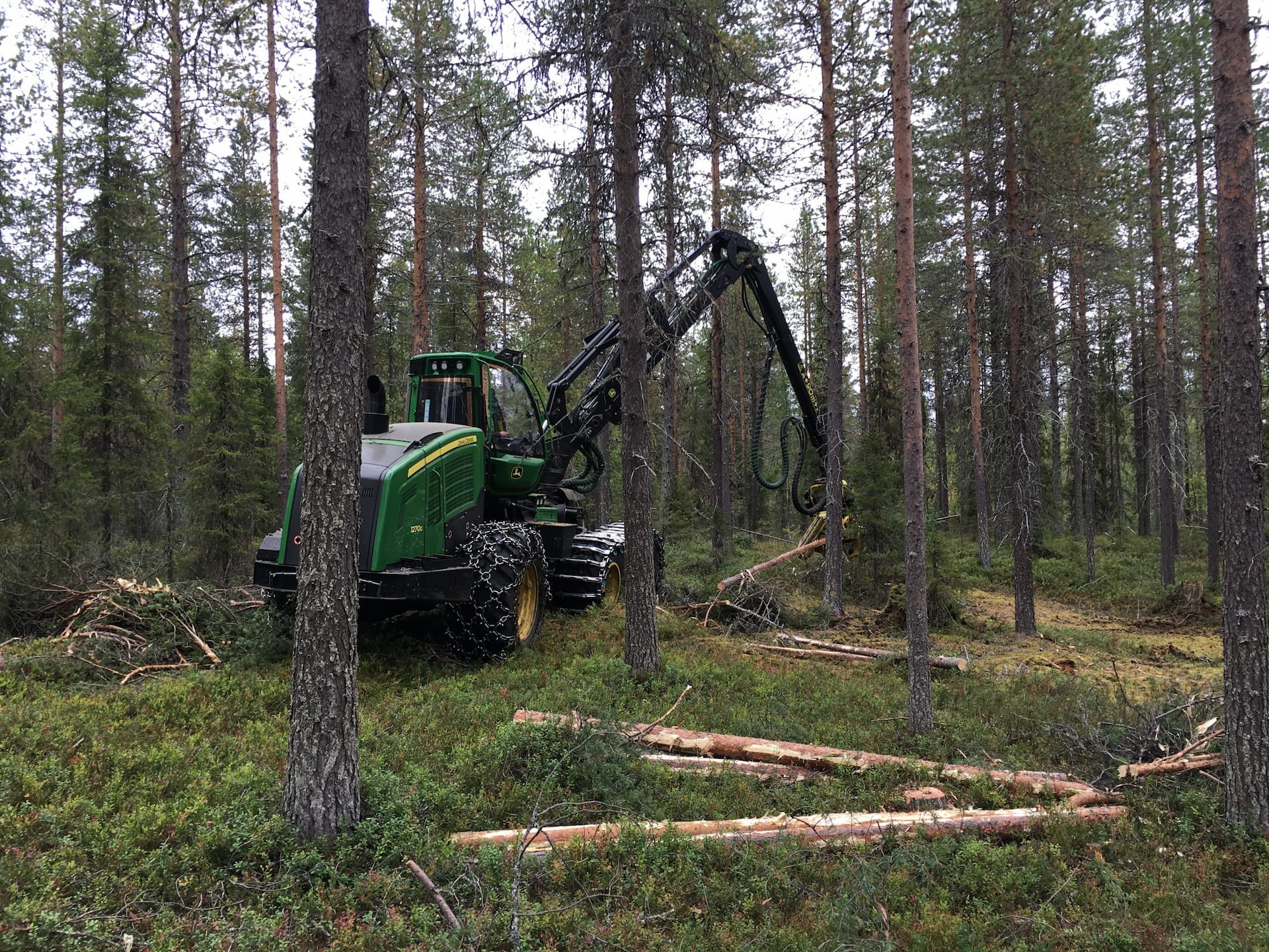 Maksuton metsäsertifiointi (PEFC)