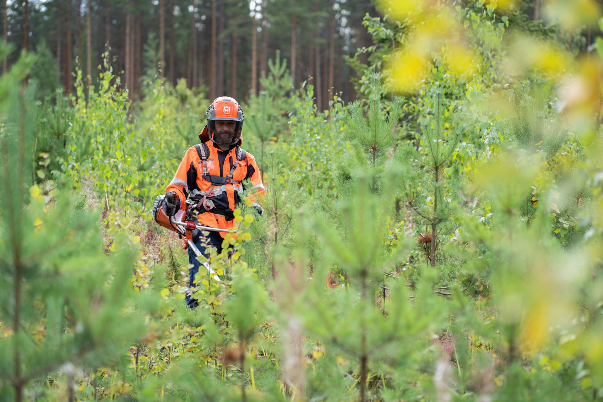 Hyvällä metsänhoidolla varmistat metsän tuoton ja arvon säilymisen tuleville sukupolville