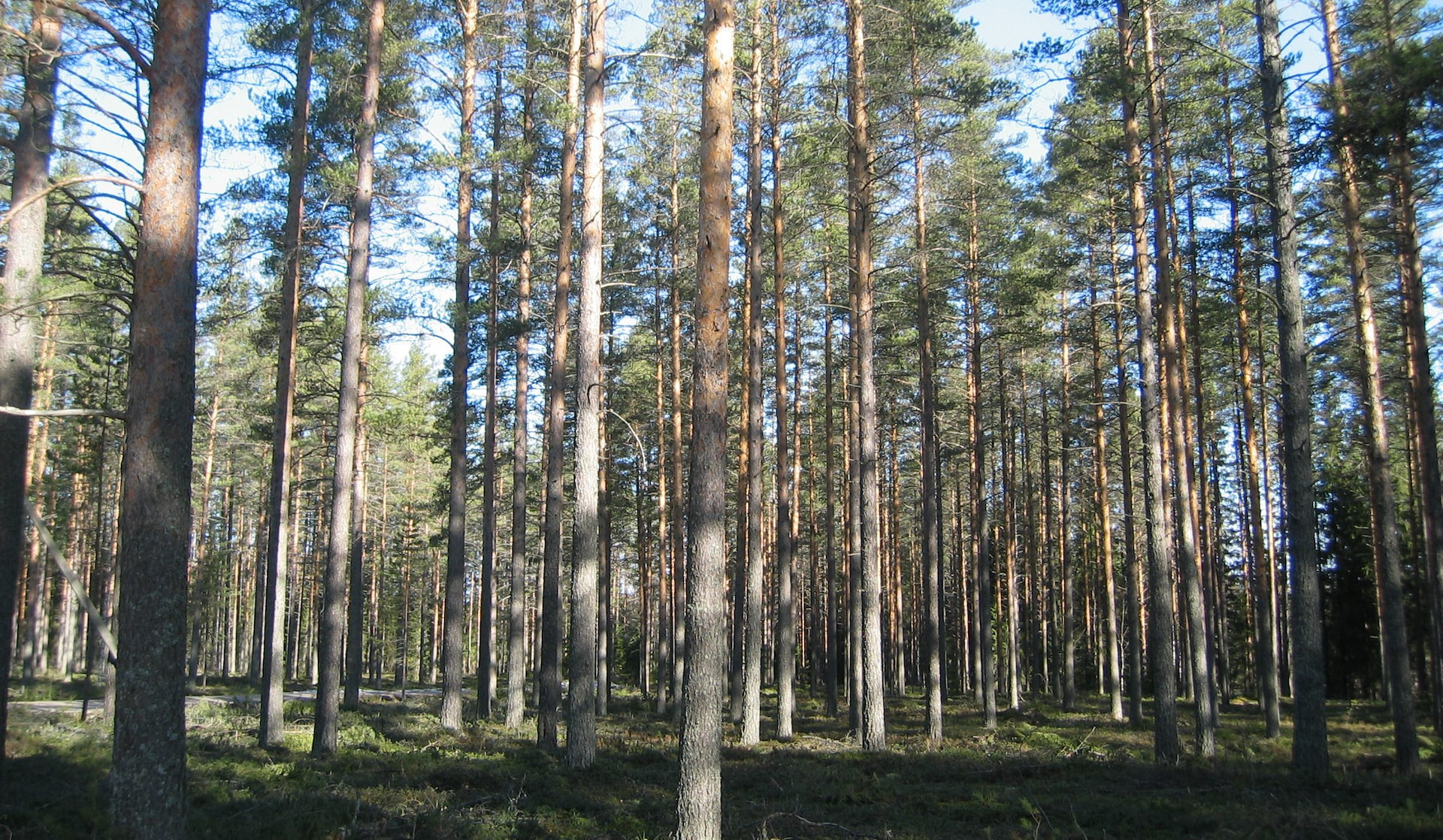 Metsänhoitoyhdistys tuntee metsäsi